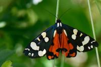Callimorpha dominula