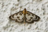 Anania hortulata
