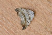 Laspeyria flexula