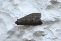 Eccopisa effractella