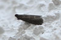 Eccopisa effractella