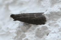 Eccopisa effractella