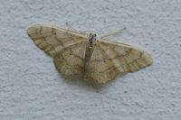 Idaea aversata