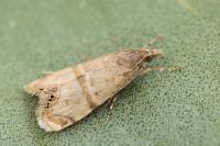 Euchromius vinculellus