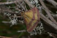 Pyrausta sanguinalis