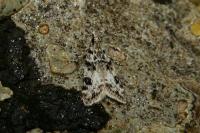 Eudonia delunella