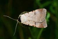 Lygephila craccae