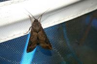 Agrotis ipsilon