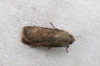 Agrotis segetum