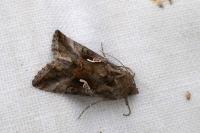 Autographa gamma