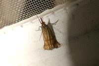 Chrysocramboides craterellus