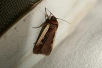 Ochropleura plecta