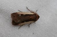 Ochropleura plecta