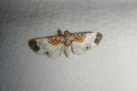 Eupithecia breviculata