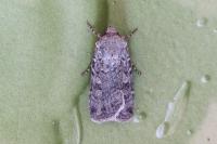 Euxoa nigrofusca