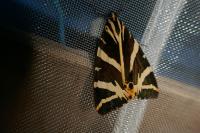 Euplagia quadripunctaria