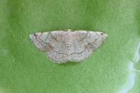 Stegania trimaculata