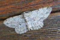 Hypomecis punctinalis