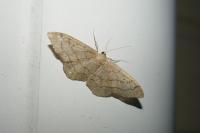 Idaea aversata