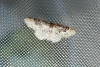 Idaea rusticata