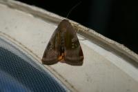 Noctua janthe/janthina