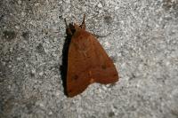 Noctua pronuba