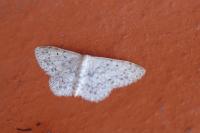 Scopula marginepunctata