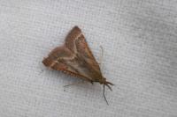 Synaphe punctalis