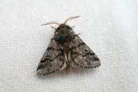 Thaumetopoea pityocampa