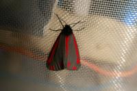 Tyria jacobaeae