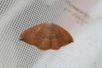 Watsonalla uncinula