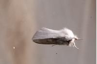 Euproctis chrysorrhoea