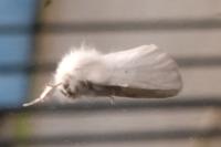 Euproctis chrysorrhoea