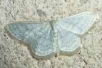 Idaea subsericeata
