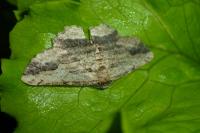 Menophra abruptaria