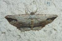 Menophra abruptaria