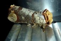 Phalera bucephala