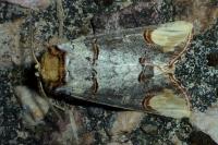 Phalera bucephala