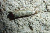 Metacrambus carectellus