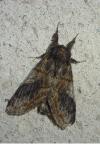 Notodonta tritophus
