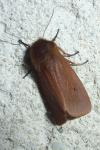 Phragmatobia fuliginosa