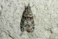 Eudonia mercurella