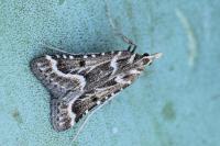 Stemmatophora borgialis