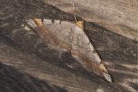 Macaria liturata