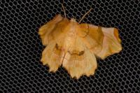 Selenia lunularia