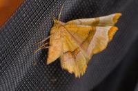 Selenia lunularia