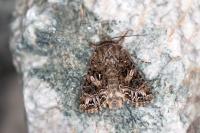 Anarta odontites