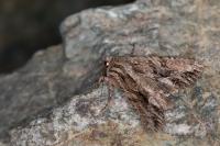 Apamea monoglypha monoglypha