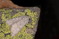 Apamea platinea