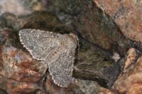 Apamea zeta